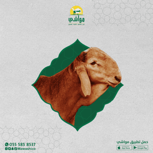 سواكني حمري جذع كبير