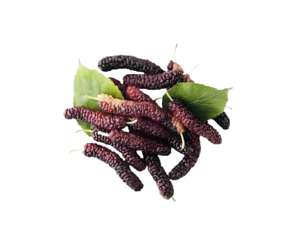 توت كبير جامبو