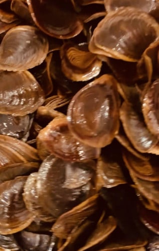 ظفر حافور جاهز