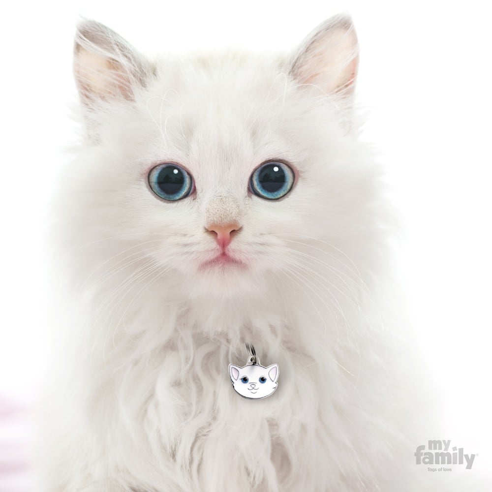 WHITE EUROPEAN SHORTHAIR