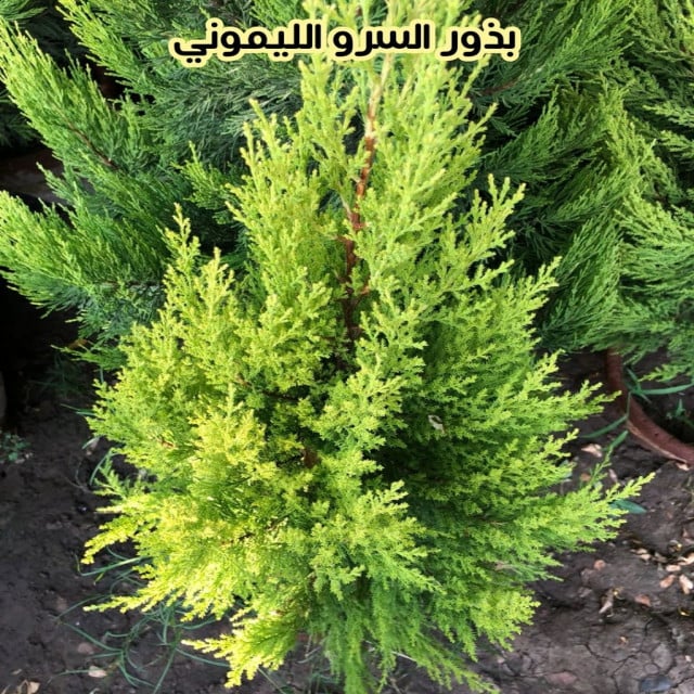 بذور السرو الليموني 3 بذرات متجر واحة النبات