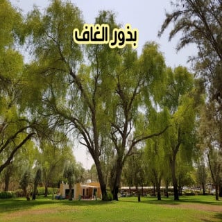 بذور الغاف 5 بذرات