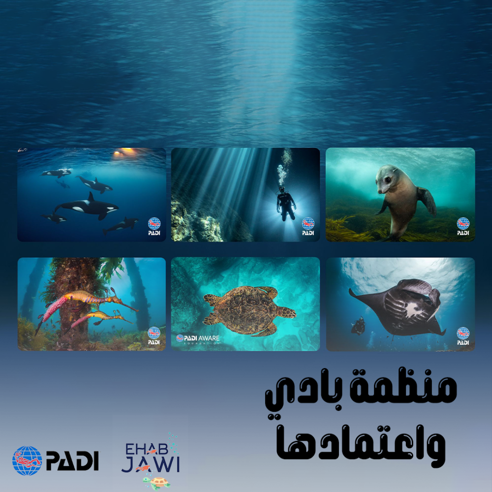 منظمة بادي لتعليم الغوص تعرف عليها أكثر