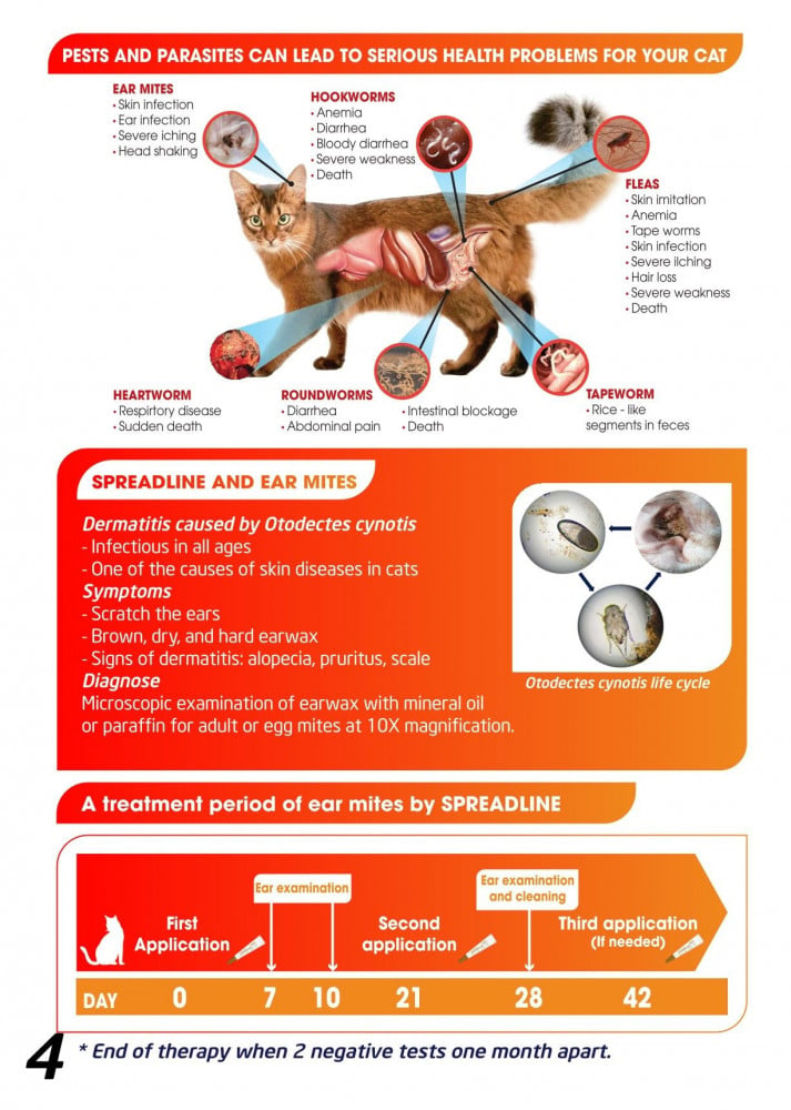 Ear Mites in Cats: Causes, Treatment & Prevention