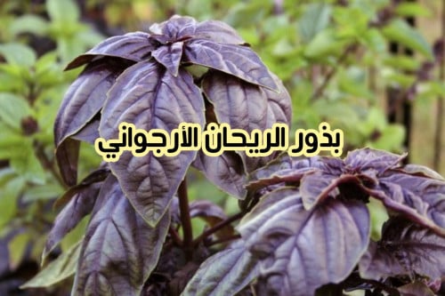 بذور الريحان الأرجواني