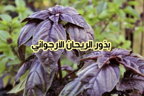 بذور الريحان الأرجواني ( 3 بذرات )