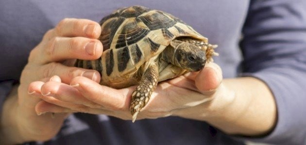 How to Raise Reptiles at Home: Discover the arts and raising of reptil
