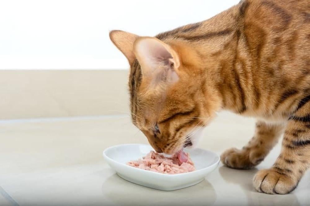 لماذا يجب أن تطعم قطتك اكل قطط رطب؟ وما هي أفضل أنواع الأكل الرطب للقطط؟