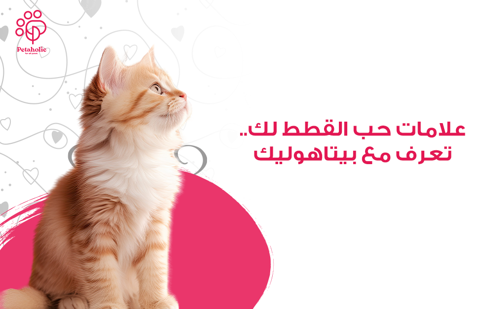 علامات حب القطط لك..تعرف مع بيتاهوليك