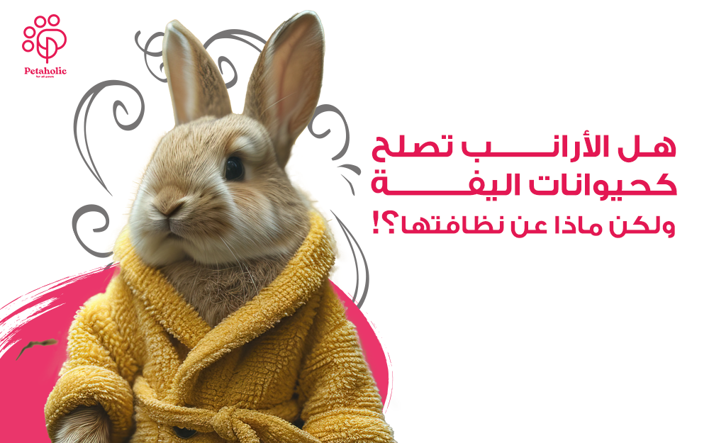 هل تربية الارانب كحيوانات اليفة مهمة صعبة ؟ و ماذاعن نظافتها ؟!