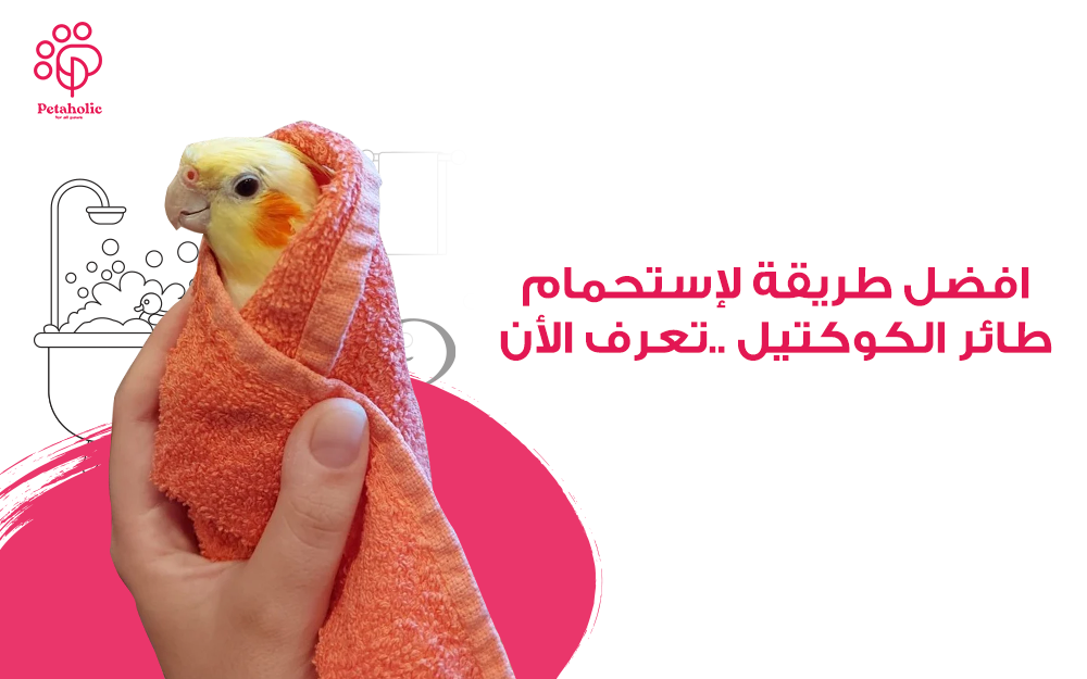 افضل طريقة لإستحمام طائر الكوكتيل ..تعرف الأن