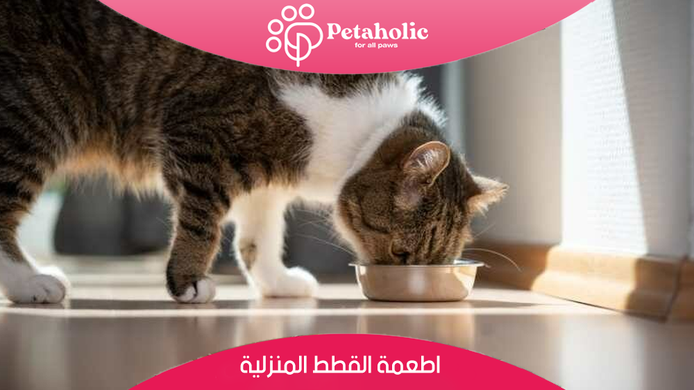اكل القطط من المنزل تعرف مع بيتاهوليك