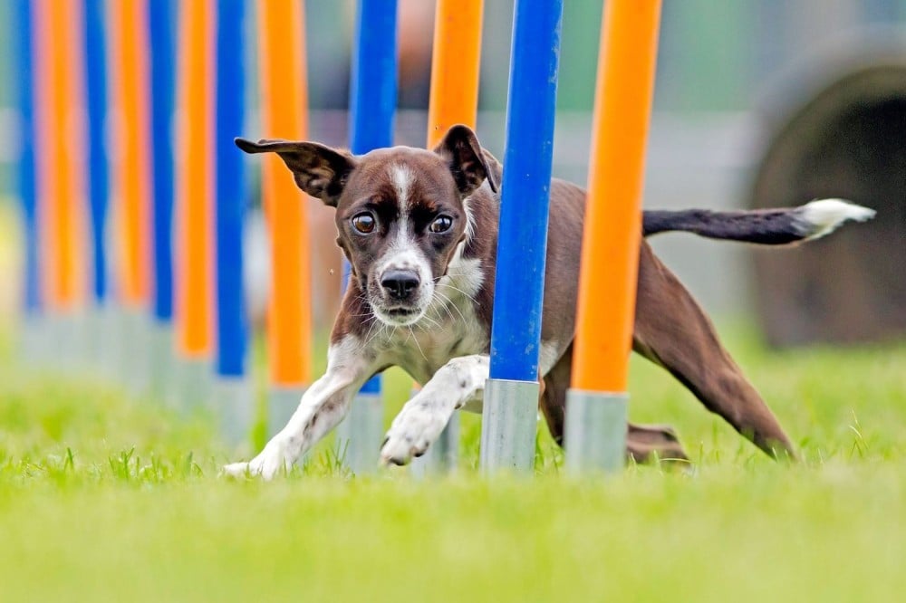"إبداع التدريب: تحديد أوقات بدء تدريب الكلاب وسهولة التعلم بين كلاب صغ