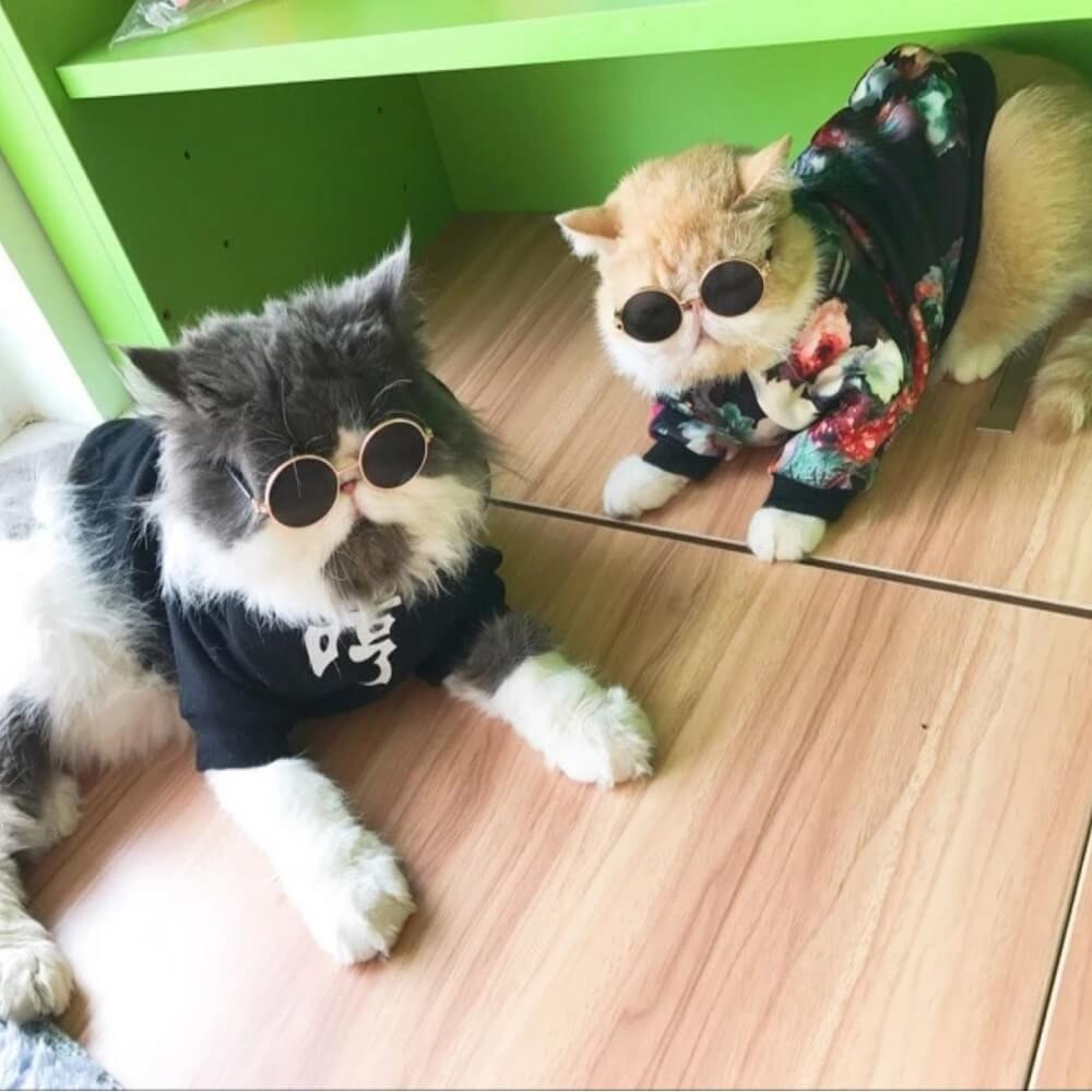 Dog Glasses Cool Sunglasses For Small Cats Funny Eye-wear Pet Goggles Z0Y0  | eBay