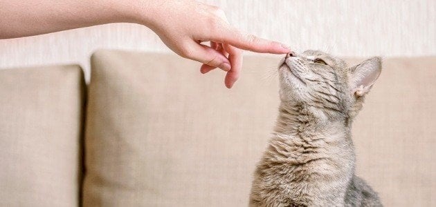 كیفیة التعامل مع قطط الشوارع ؟