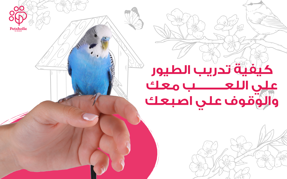 كيفية تدريب الطيور علي اللعب معك و خطوات تدريب الطيور علي الوقوف علي ا