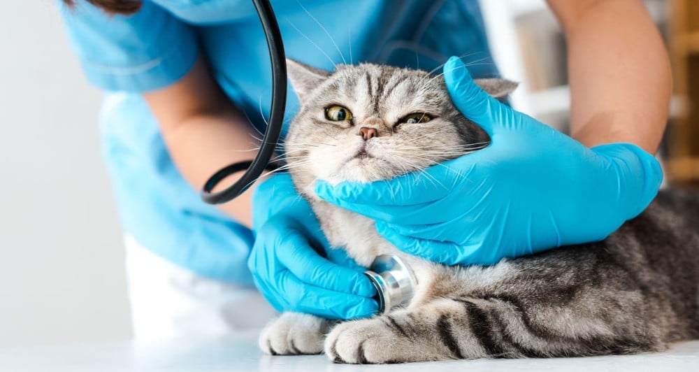 دليل شامل حول متى يجب أخذ قطك الأليف إلى الطبيب البيطري