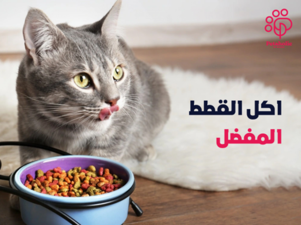 اكل القطط المفضل ونظامهم الغذائي