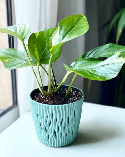 نبتة بوتس في مركن بلاستيكي pothos plant