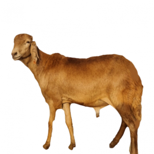 سواكن