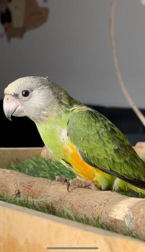 سنقالي
