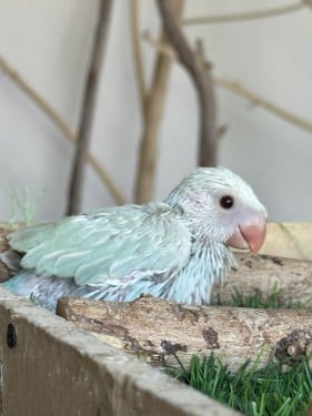 دره لون فاتح
