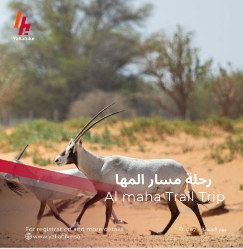 رحلة مسار المها