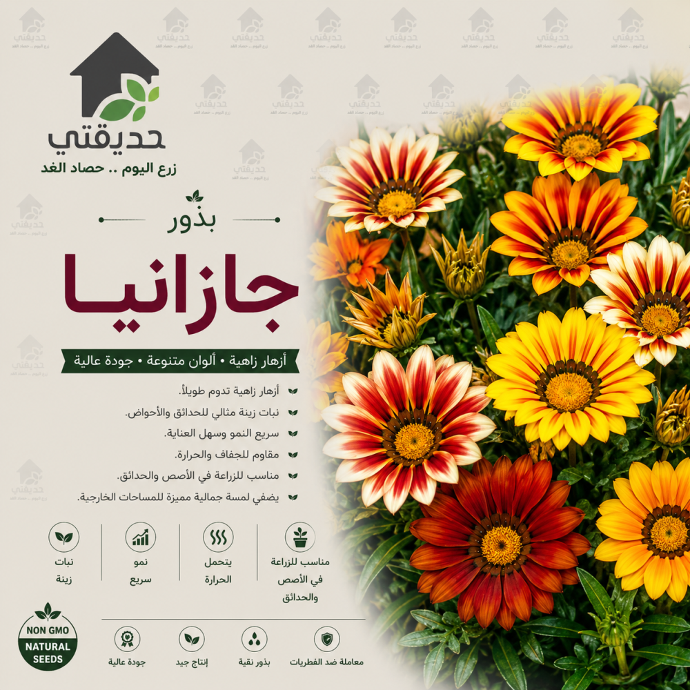 بذور جازانيا