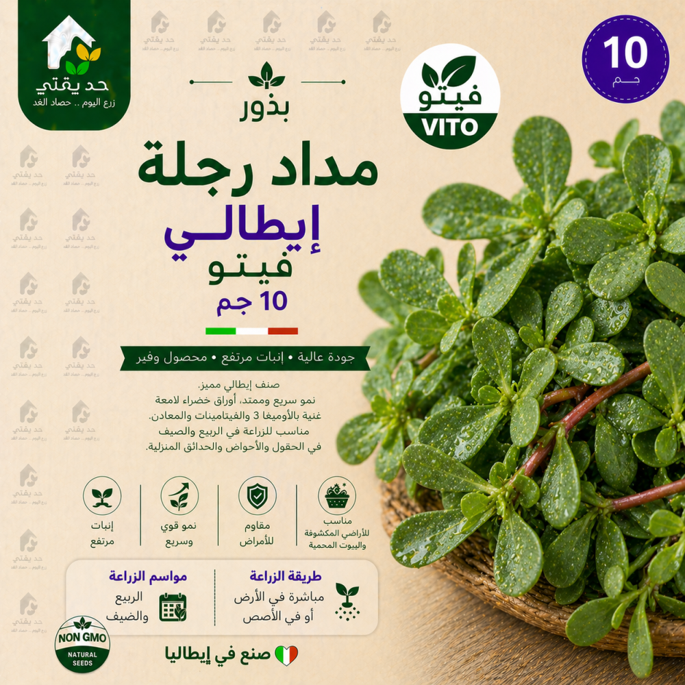 بذور مداد رجلة ايطالي