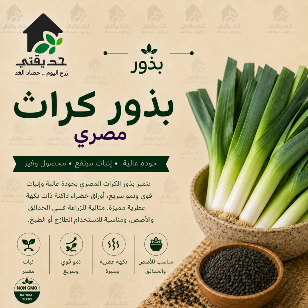 بذور كراث مصري