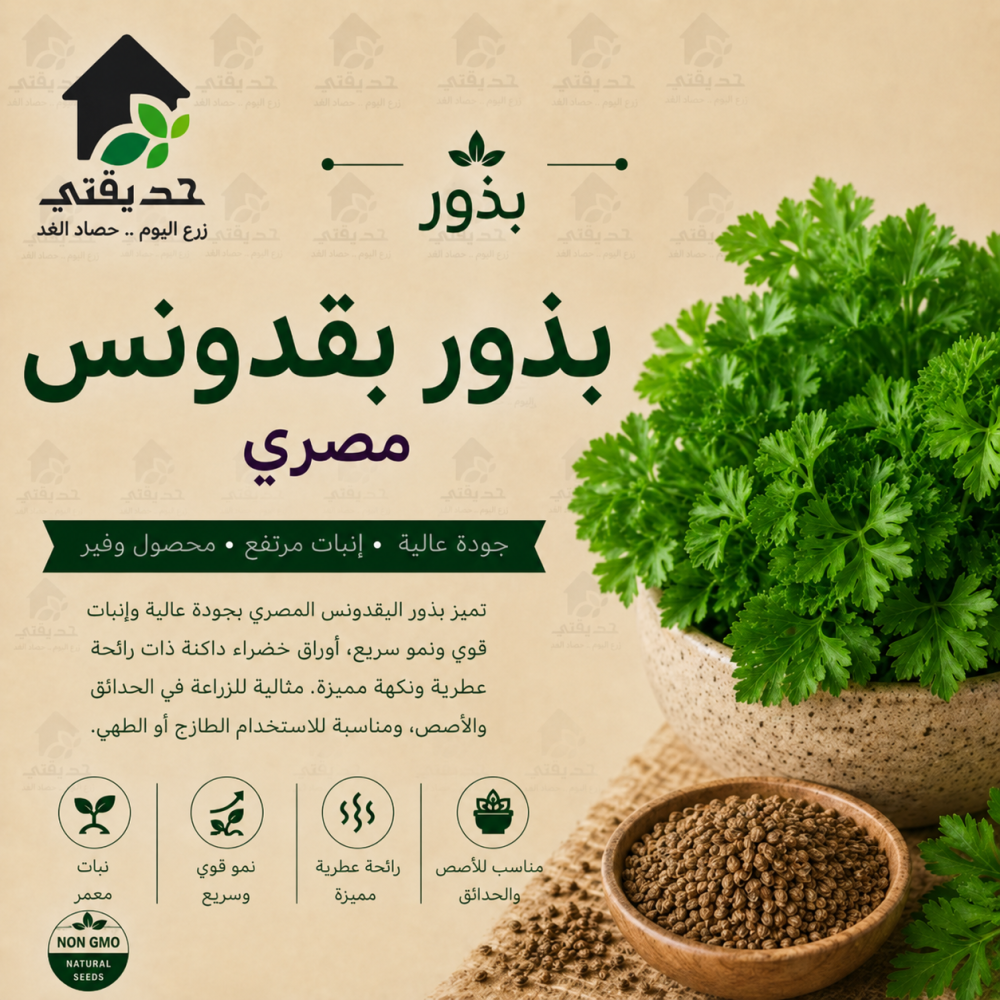 بذور بقدونس مصري