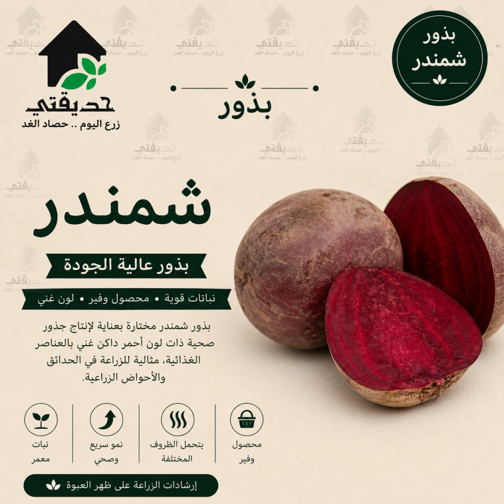 بذور شمندر