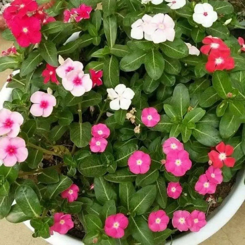 بذور الونكة او العناقية