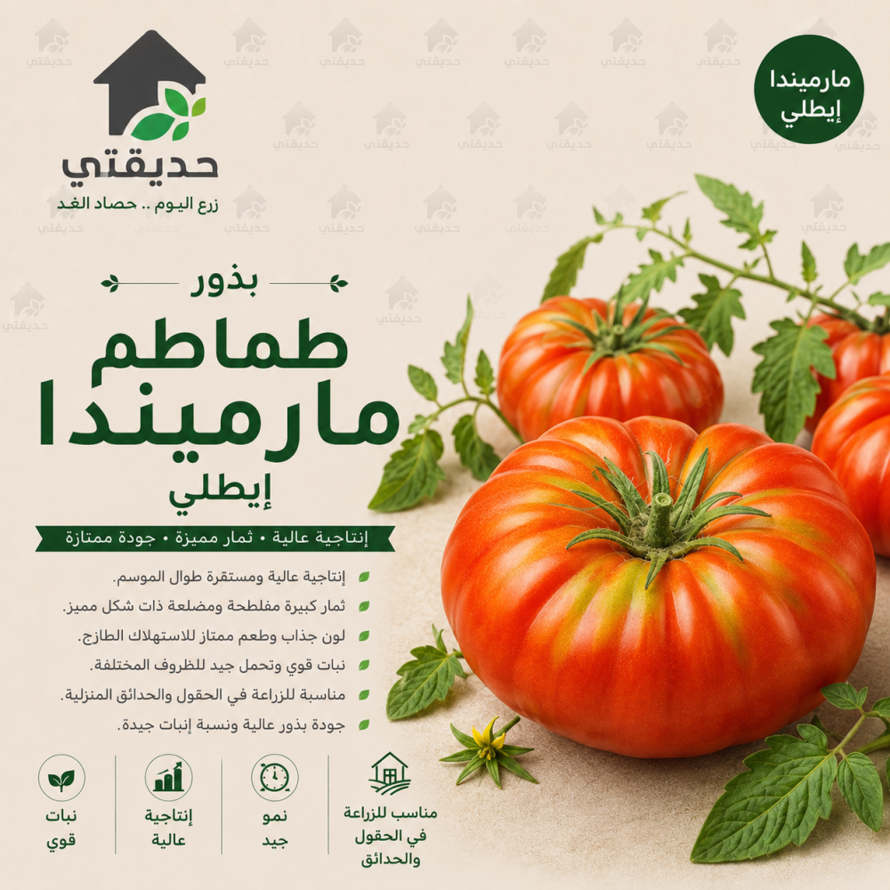 بذور طماطم