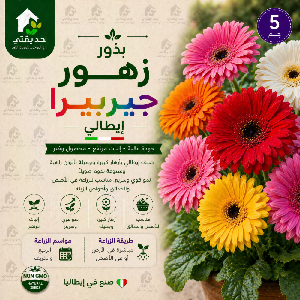 بذور زهور جيربيرا