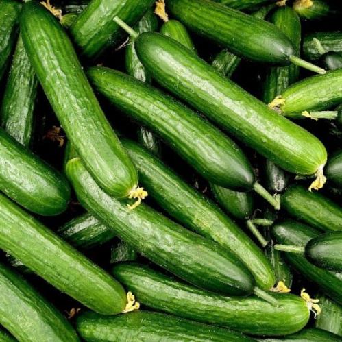 بذور خيار أشلي باكت 10 غم -اسباني