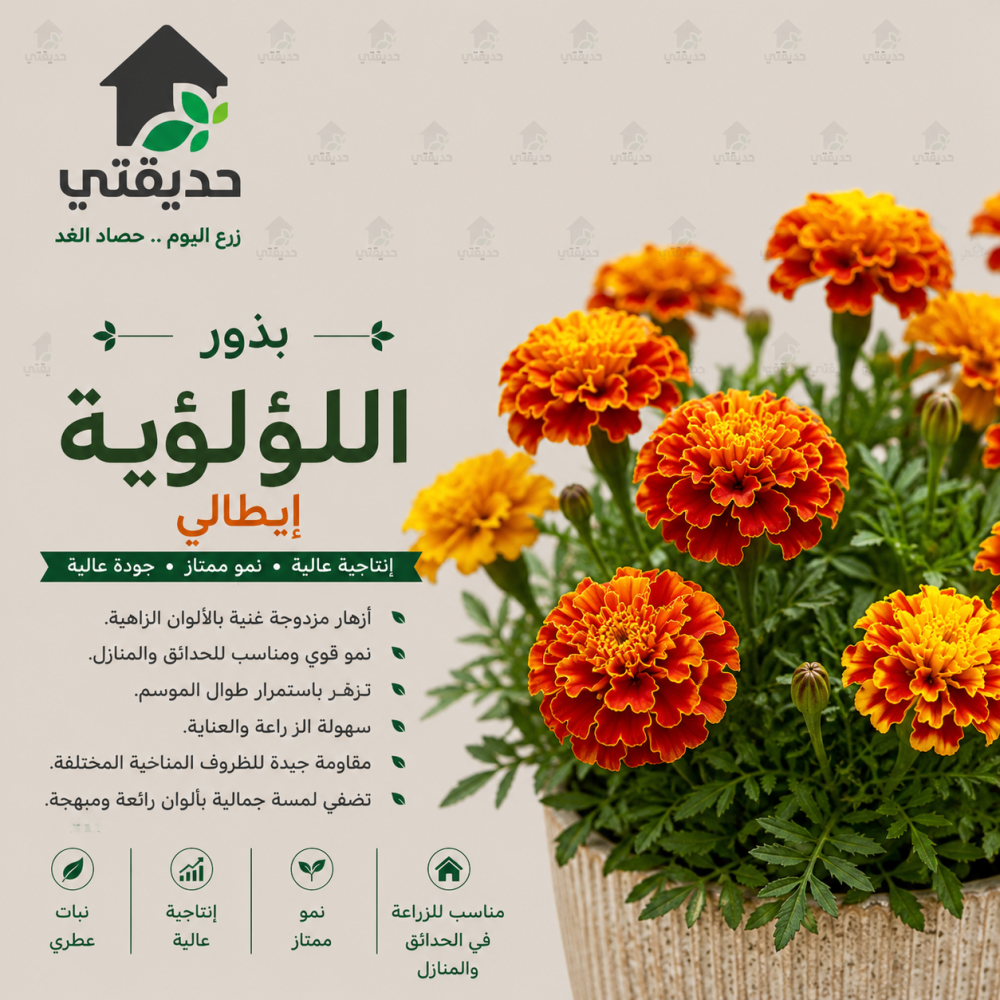 بذور المخملية ايطالي