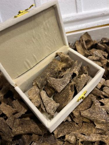 عود فتنامي خاص جودة سوبر عالي  وفيه دي نسبة دبل  طبيعي مستزرع