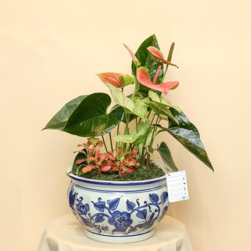 نباتات طبيعيه