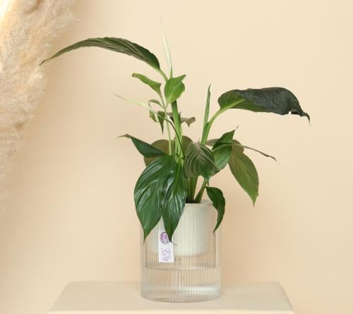 نباتات طبيعيه