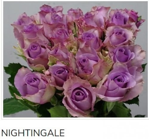 جوري(10 أغصان)-NIGHTINGALE