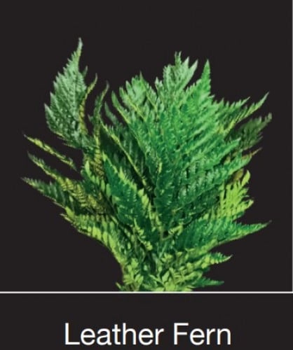 ليدر ليف-Leather Fern