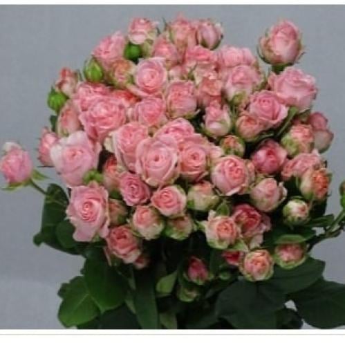 بيبي جوري(10 أغصان)-MADAM BOMBASTIC