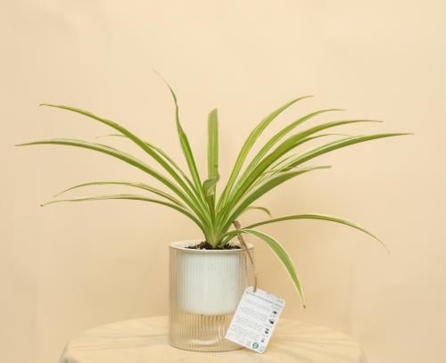 سبايدر (نباتات طبيعية )