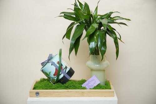 هدية بامبو للعيد