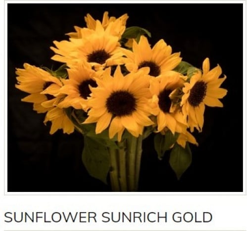 عباد الشمس(10أغصان)Sunflower