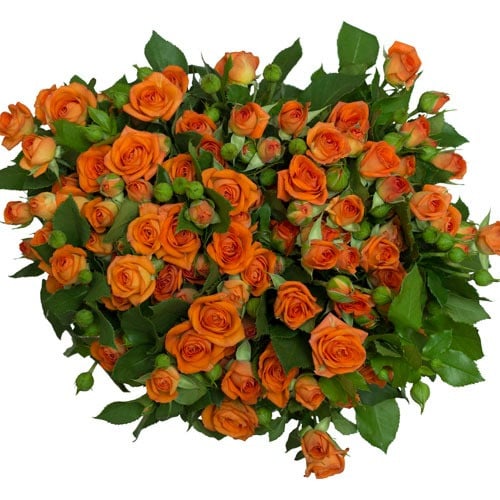 بيبي جوري(10 أغصان)-orange