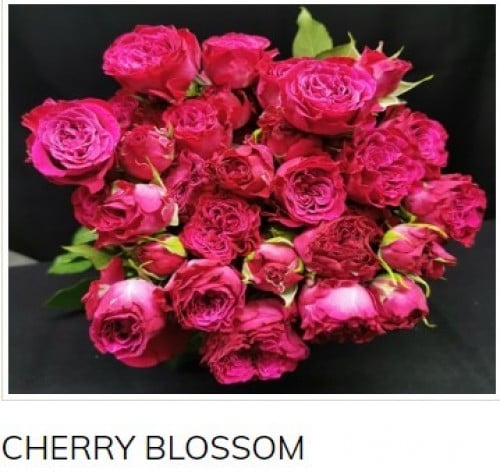 بيبي جوري(10 أغصان)-CHERRY BLOSSOM