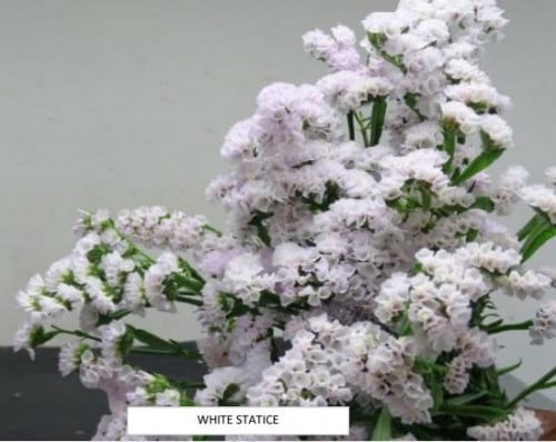 ستاتيس(10 أغصان)STATICE WHITE