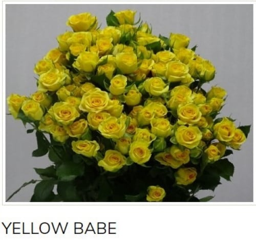 بيبي جوري(10 أغصان)-YELLOW